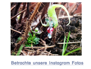 betrachte unsere Fotos auf Instagram