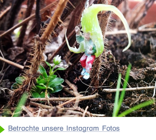 betrachte unsere Fotos auf Instagram