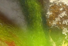 apfel, apel, super