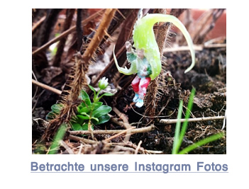 betrachte unsere Fotos auf Instagram