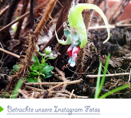 betrachte unsere Fotos auf Instagram